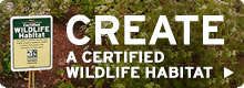 Create a certified wildlife habitat today